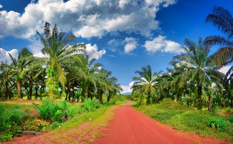 FFB Harvesting Programme — palm oil project