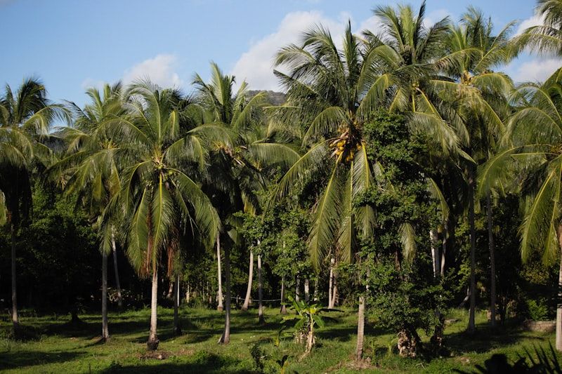Estate Upkeep & Weeding — palm oil project