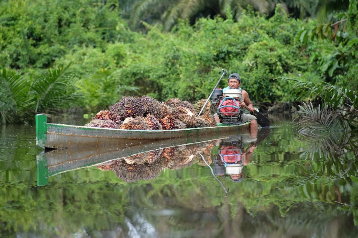 Fresh Fruit Bunch (FFB) Harvesting