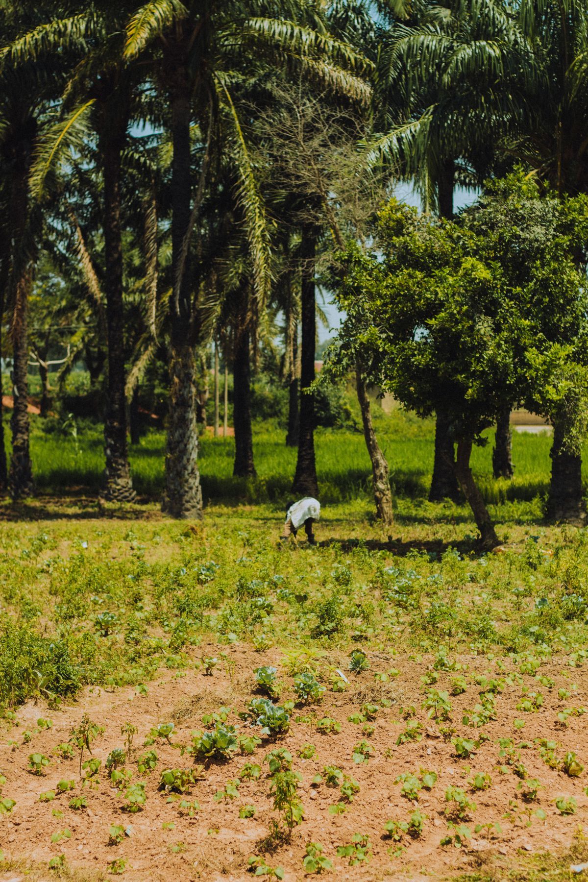 Plantation Labour Supply