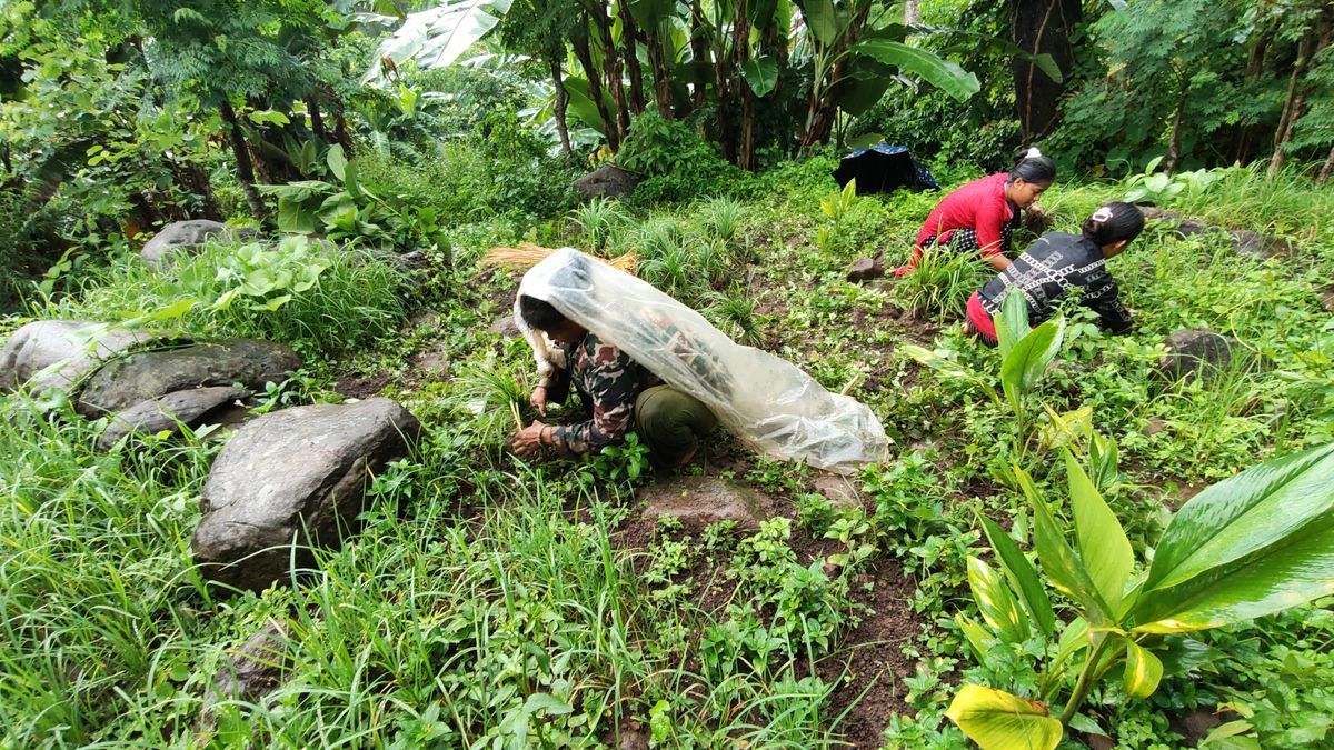 Field Upkeep & Weeding